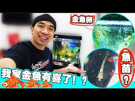 金魚懷孕怎麼看|怎麼判斷小金魚懷孕了精選